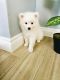 American Eskimo Dog Puppies for sale in Lynwood, CA 90262, USA. price: NA