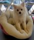American Eskimo Dog Puppies for sale in New York, NY 10010, USA. price: NA