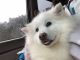 American Eskimo Dog Puppies for sale in Forest Grove, OR 97116, USA. price: NA