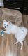 American Eskimo Dog Puppies for sale in Schenectady, NY, USA. price: NA