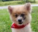 American Eskimo Dog Puppies for sale in Marengo, OH 43334, USA. price: NA