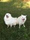 American Eskimo Dog Puppies for sale in Richmond, TX, USA. price: $150