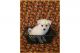 American Eskimo Dog Puppies for sale in Clarksville, TN, USA. price: NA