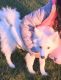American Eskimo Dog Puppies for sale in Sewickley Oakmont Rd, Pittsburgh, PA, USA. price: NA