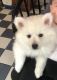 American Eskimo Dog Puppies for sale in Binghamton, NY, USA. price: NA