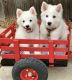 American Eskimo Dog Puppies for sale in Austin, TX, USA. price: $450