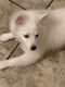 American Eskimo Dog Puppies for sale in Milwaukee County, WI, USA. price: $800