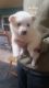 American Eskimo Dog Puppies for sale in Barker, NY 14012, USA. price: NA