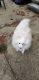 American Eskimo Dog Puppies for sale in Shelby, OH 44875, USA. price: NA