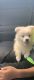 American Eskimo Dog Puppies for sale in N 91st St, Milwaukee, WI, USA. price: NA