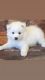 American Eskimo Dog Puppies for sale in Fairfield, CA 94533, USA. price: NA