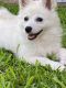 American Eskimo Dog Puppies for sale in Powder Springs, GA, USA. price: NA
