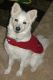 American Eskimo Dog Puppies for sale in Ellinwood, KS 67526, USA. price: NA