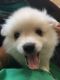 American Eskimo Dog Puppies for sale in Brainerd, MN 56401, USA. price: NA