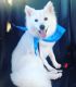 American Eskimo Dog Puppies for sale in Fort Lauderdale, FL, USA. price: NA