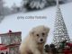 American Eskimo Dog Puppies for sale in Newcomerstown, OH 43832, USA. price: NA