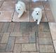 American Eskimo Dog Puppies for sale in Miami, FL, USA. price: $700