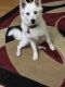 American Eskimo Dog Puppies for sale in Clearwater, FL, USA. price: $2,000