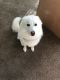American Eskimo Dog Puppies for sale in Mableton, GA, USA. price: $2,000