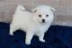 American Eskimo Dog Puppies for sale in Los Angeles, CA, USA. price: $800
