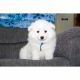 American Eskimo Dog Puppies for sale in Clare, MI 48617, USA. price: $800