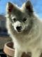 American Eskimo Dog Puppies for sale in Brookfield, IL, USA. price: NA