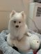 American Eskimo Dog Puppies for sale in 83-45 Broadway, Queens, NY 11373, USA. price: NA