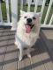 American Eskimo Dog Puppies for sale in Neville Township, PA 15225, USA. price: NA