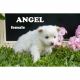 American Eskimo Dog Puppies for sale in Clare, MI 48617, USA. price: $950