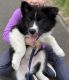 American Eskimo Dog Puppies for sale in Nerstrand, MN 55053, USA. price: NA