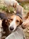 American Foxhound Puppies for sale in King and Queen County, VA, USA. price: NA