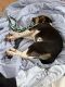 American Foxhound Puppies for sale in Norwood, MA, USA. price: $300