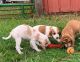 American Foxhound Puppies for sale in Dallas, TX, USA. price: NA