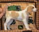 American Foxhound Puppies for sale in Del Aire, CA, USA. price: NA