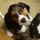 American Foxhound Puppies for sale in Provo, UT, USA. price: NA