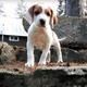 American Foxhound Puppies for sale in Daly City, CA, USA. price: NA