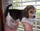 American Foxhound Puppies for sale in Louisville, KY, USA. price: NA