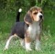 American Foxhound Puppies for sale in 340 S 600 W, Salt Lake City, UT 84101, USA. price: NA