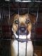 American Foxhound Puppies for sale in Shirley, WV 26320, USA. price: NA