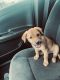 American Foxhound Puppies for sale in Bartow, FL, USA. price: $1