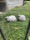 American Fuzzy Lop Rabbits for sale in 900 Mine Branch Rd, Street, MD 21154, USA. price: NA