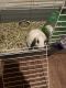 American Fuzzy Lop Rabbits for sale in Charlotte, NC, USA. price: NA