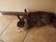 American Fuzzy Lop Rabbits for sale in 5520 N Orangecrest Ave, Azusa, CA 91702, USA. price: NA