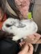 American Fuzzy Lop Rabbits for sale in Somerville, MA, USA. price: NA