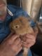 American Fuzzy Lop Rabbits for sale in Morristown, TN, USA. price: NA
