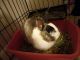 American Fuzzy Lop Rabbits for sale in South Gate, CA, USA. price: NA