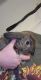 American Fuzzy Lop Rabbits for sale in Philadelphia, PA, USA. price: $30