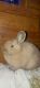 American Fuzzy Lop Rabbits for sale in Puyallup, WA, USA. price: NA