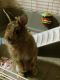 American Fuzzy Lop Rabbits for sale in San Jose, CA 95116, USA. price: $200