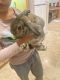 American Fuzzy Lop Rabbits for sale in San Diego, CA, USA. price: $150
